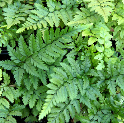 Perennial Ferns