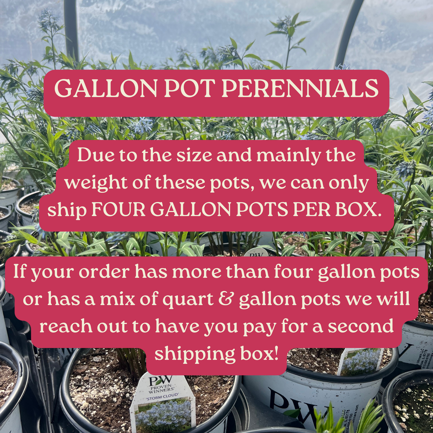 Gallon Perennials