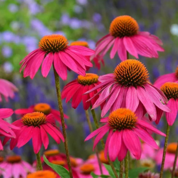 Echinacea