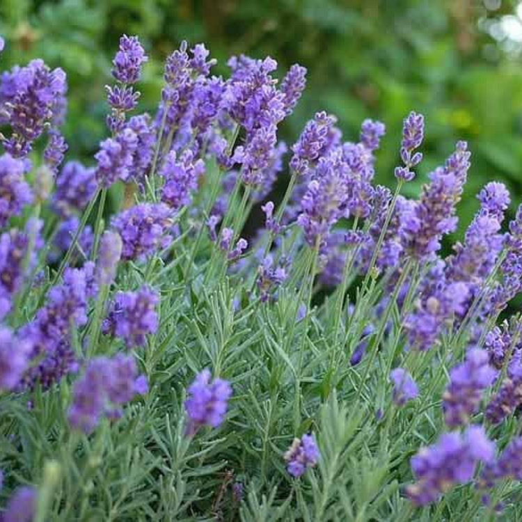 Perennial Herbs