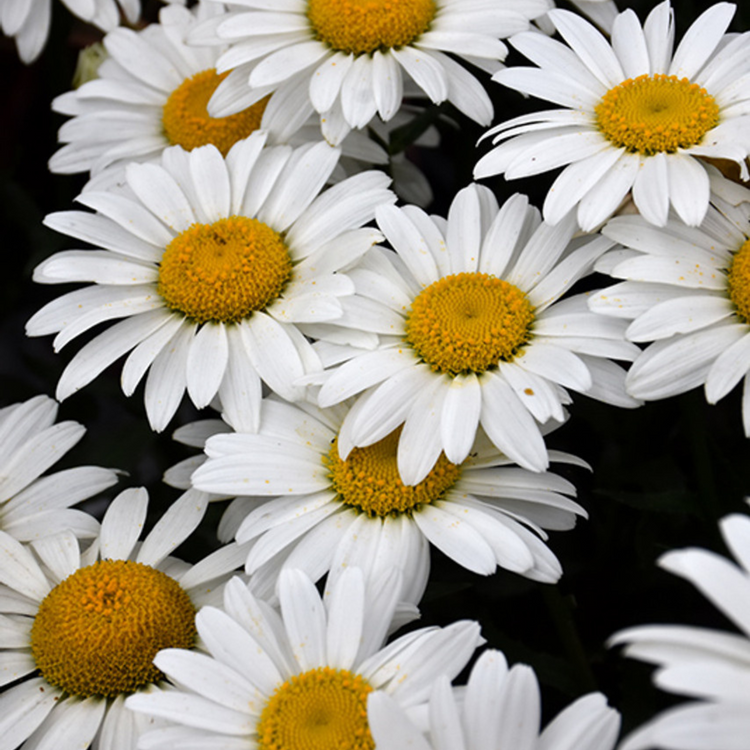 Leucanthemum