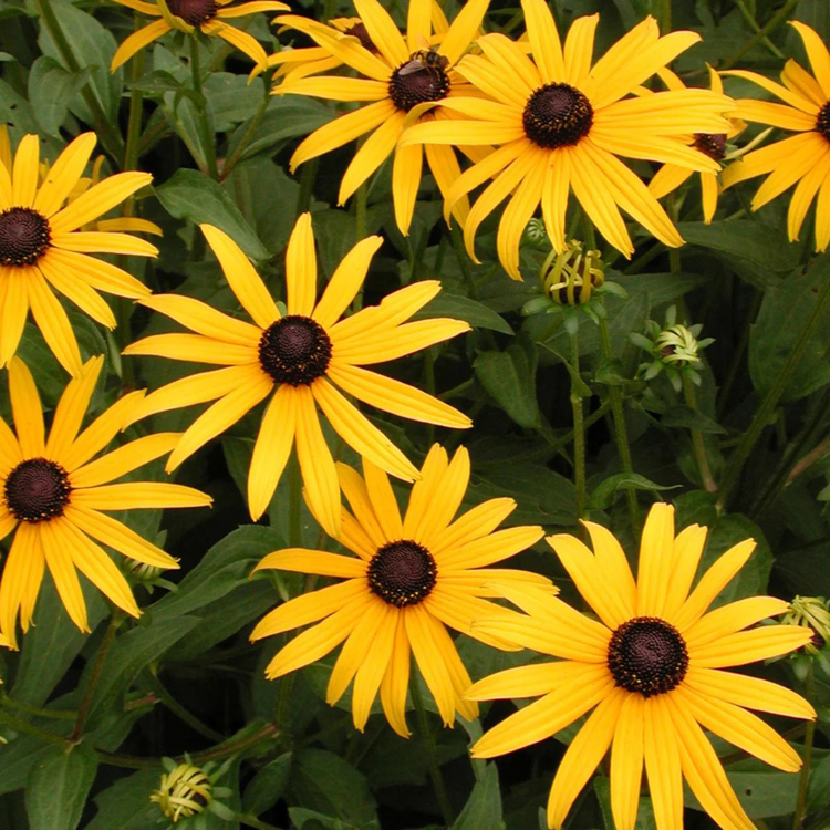 Rudbeckia