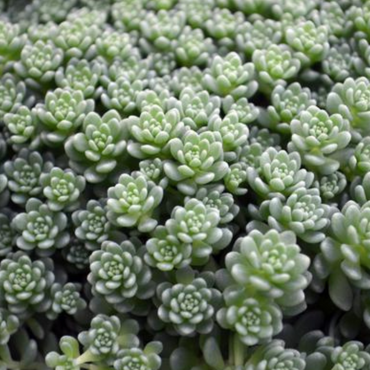 Sedum