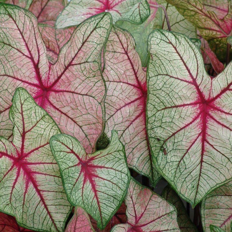 Caladiums