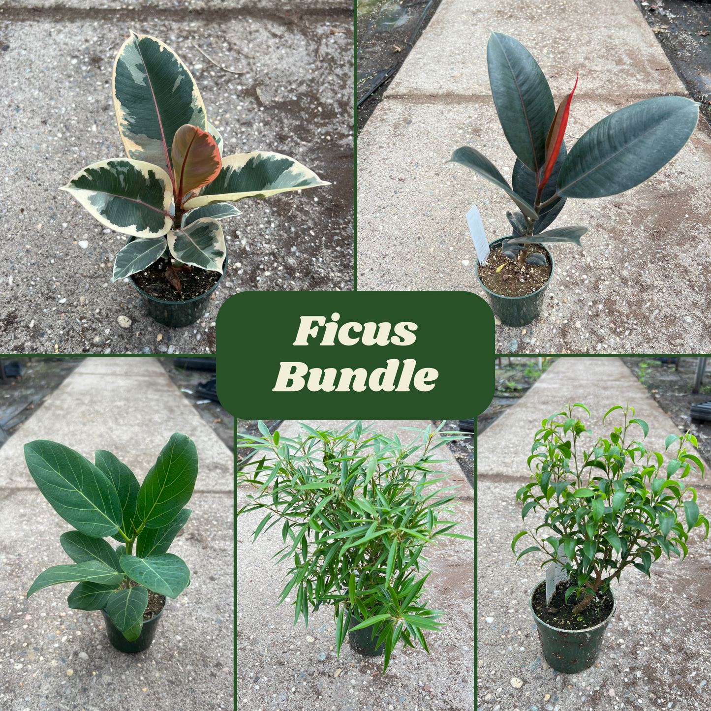 Houseplant Bundles