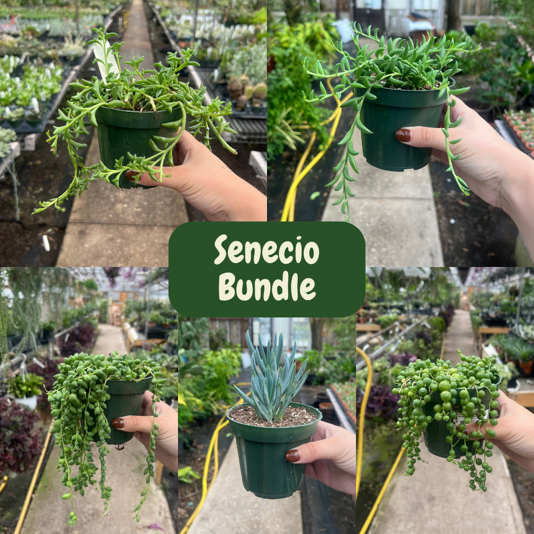 Succulent Bundles