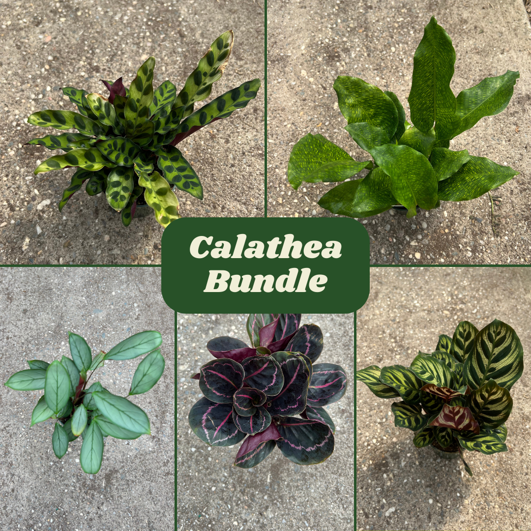 Houseplant Bundles