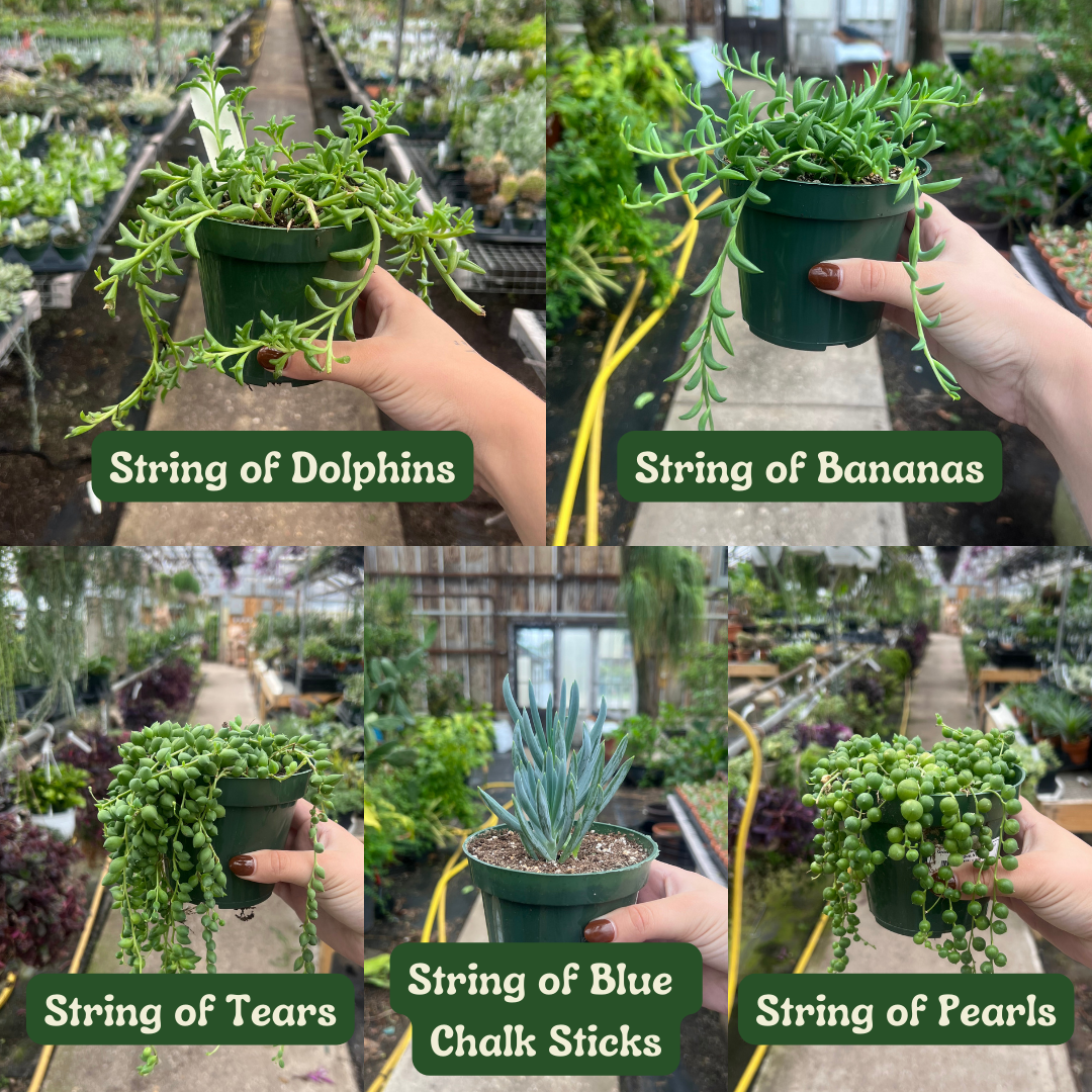 Succulent Bundles