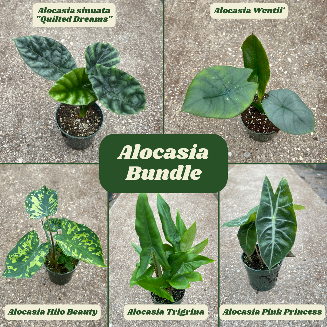 Houseplant Bundles