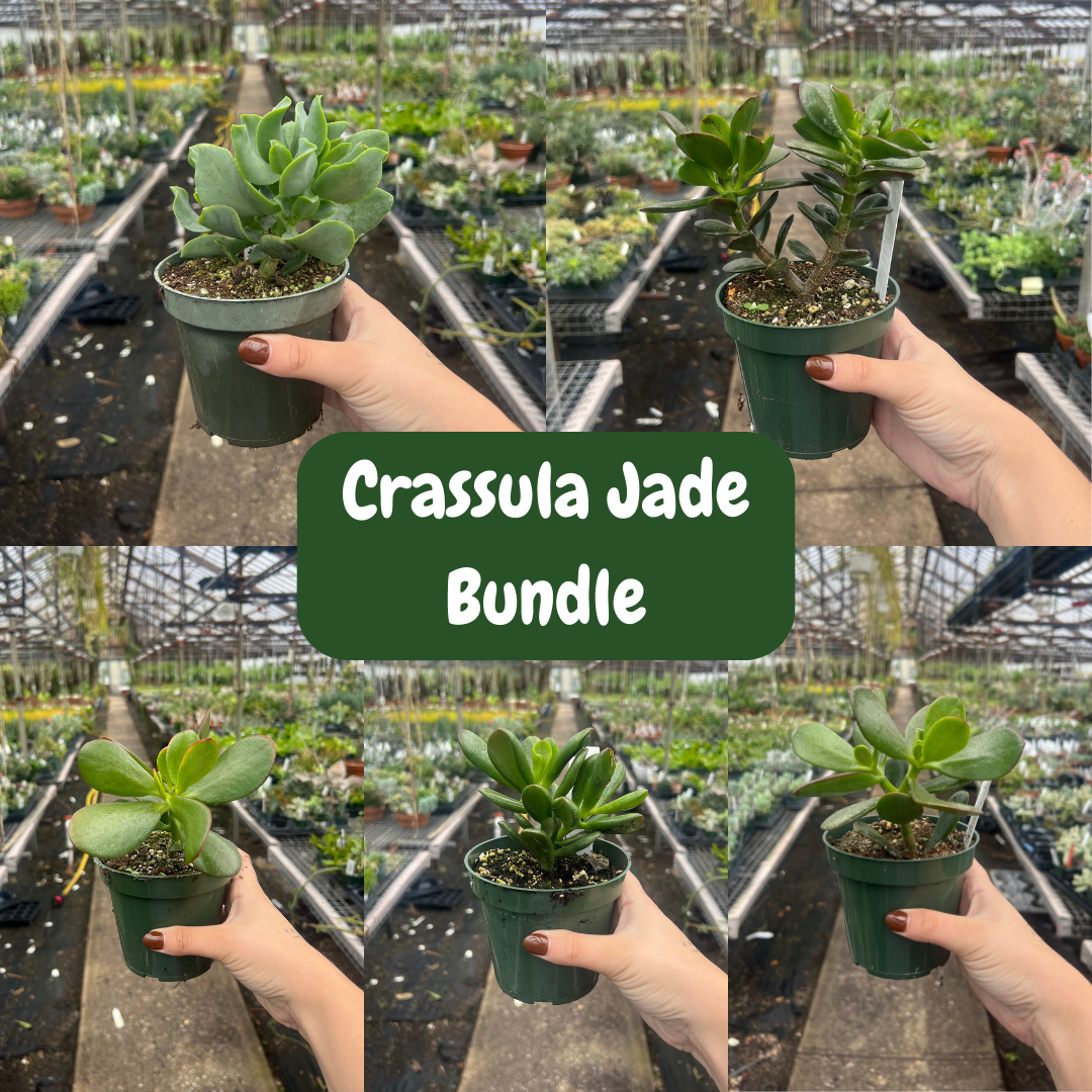 Succulent Bundles