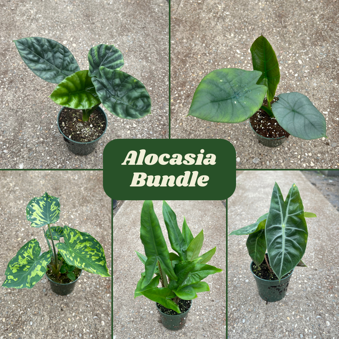 Houseplant Bundles