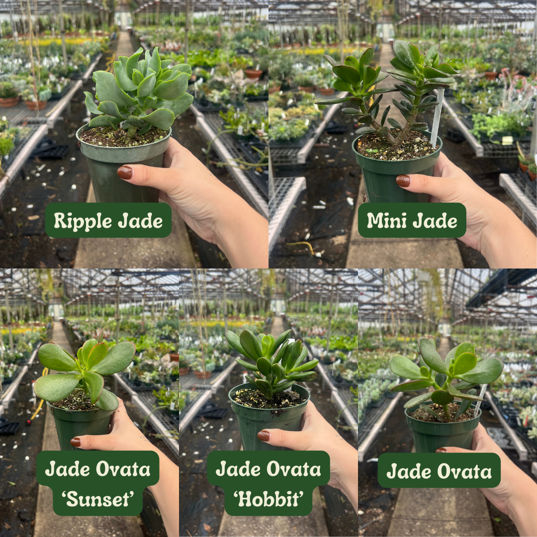 Succulent Bundles