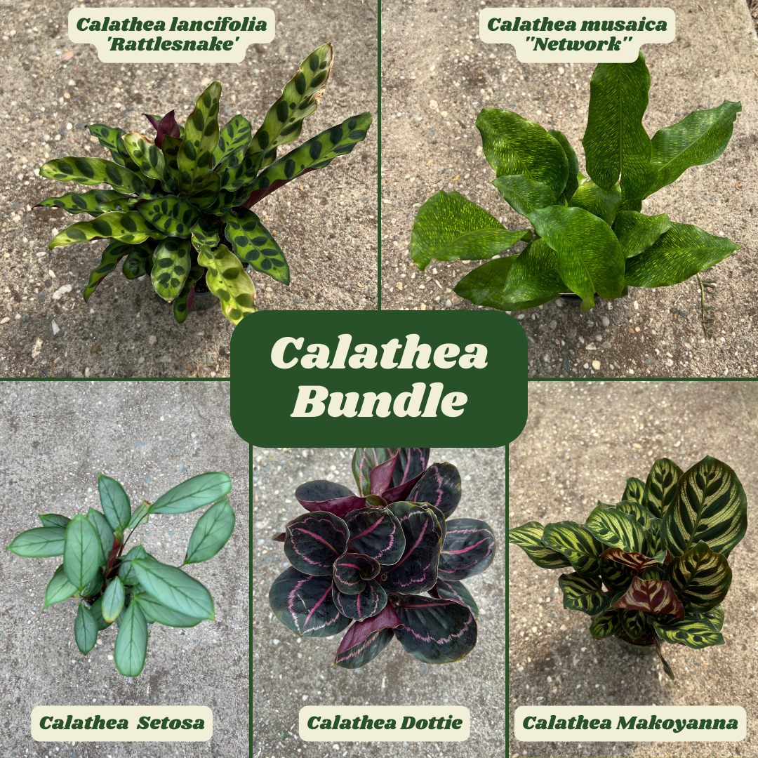 Houseplant Bundles