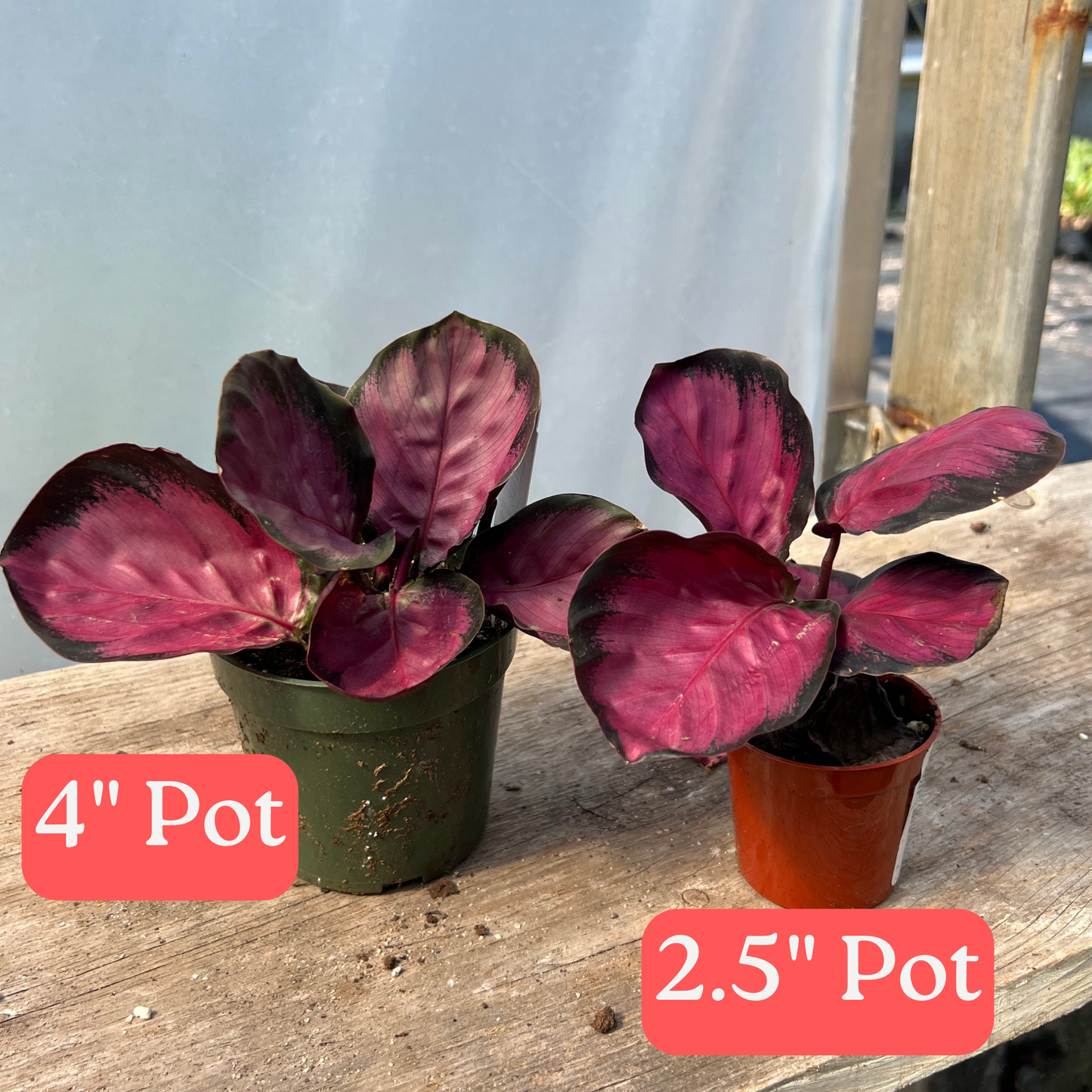 Calathea roseopicta 'Purple Rose'