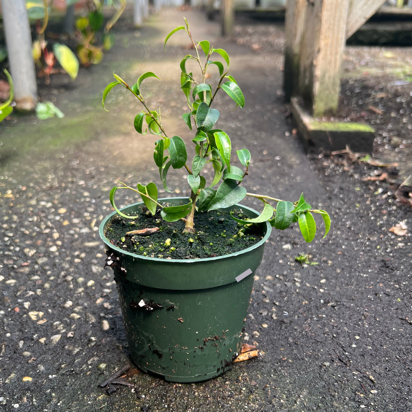 Ficus Benjamina Too Little