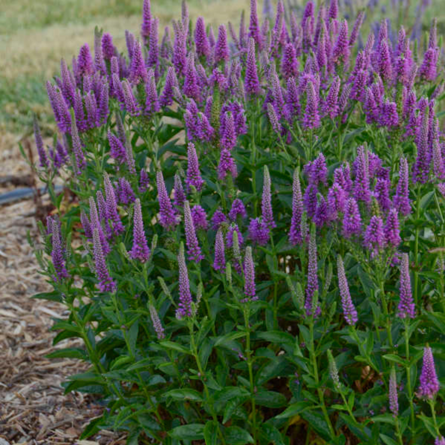 Veronica hybrida Very Van Gogh