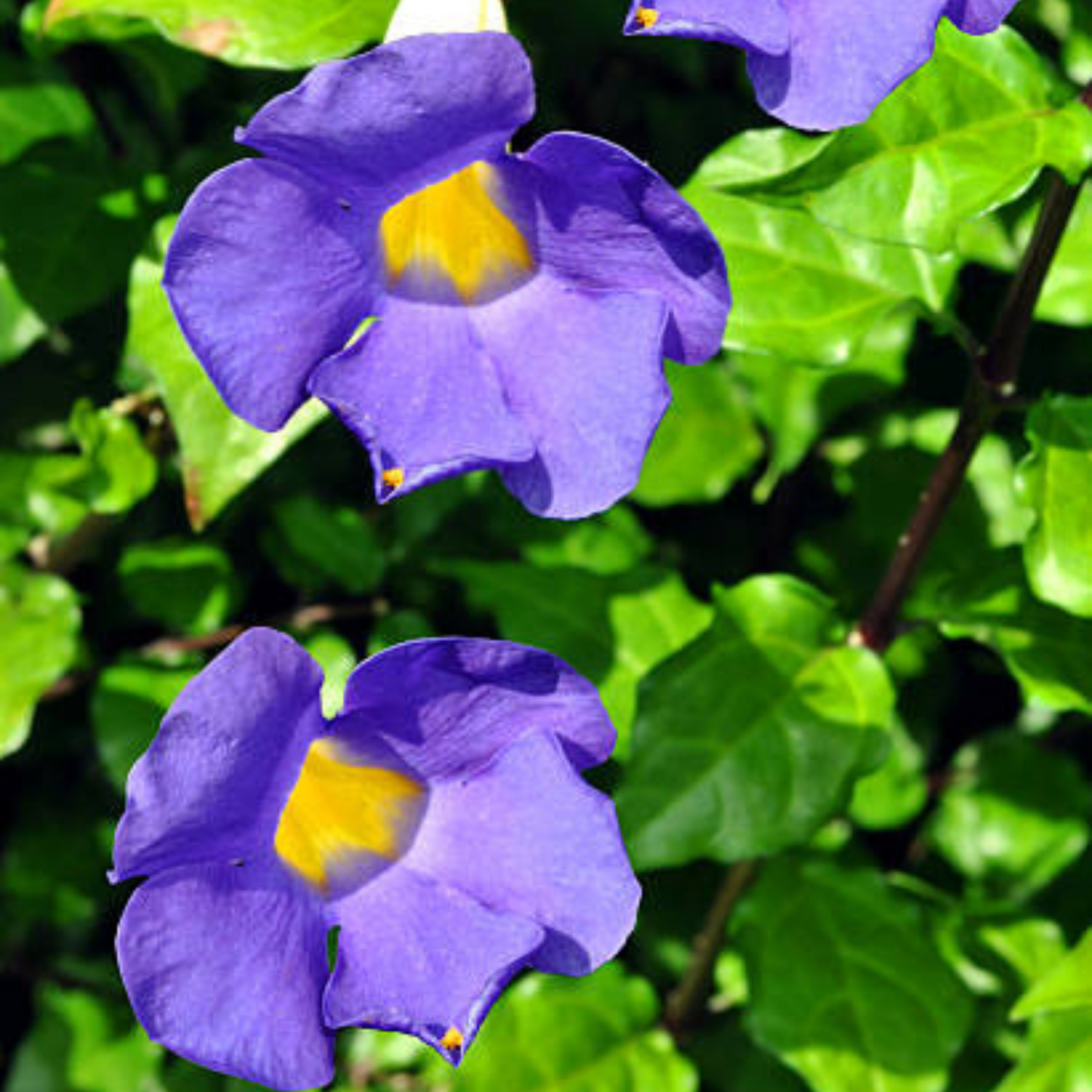 Thunbergia 'Blue Glory'