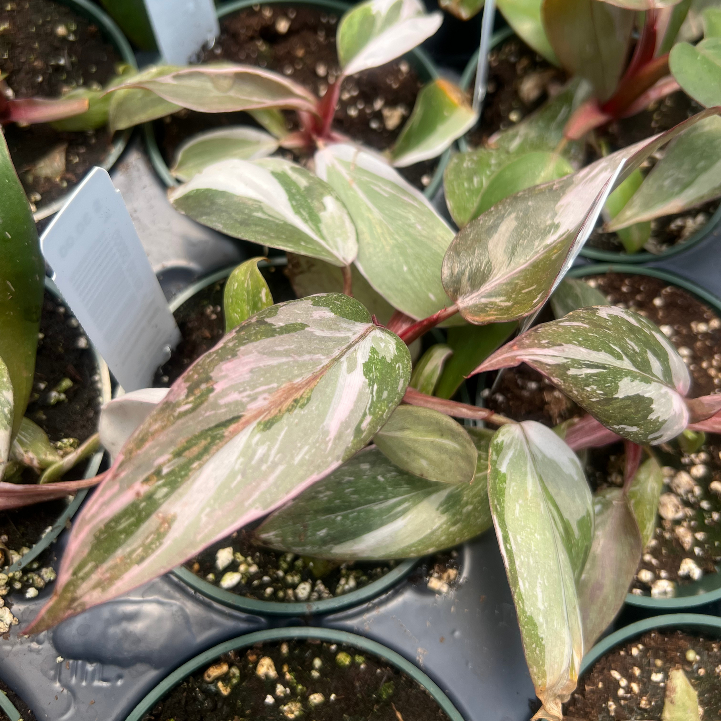 Philodendron Pink Princess