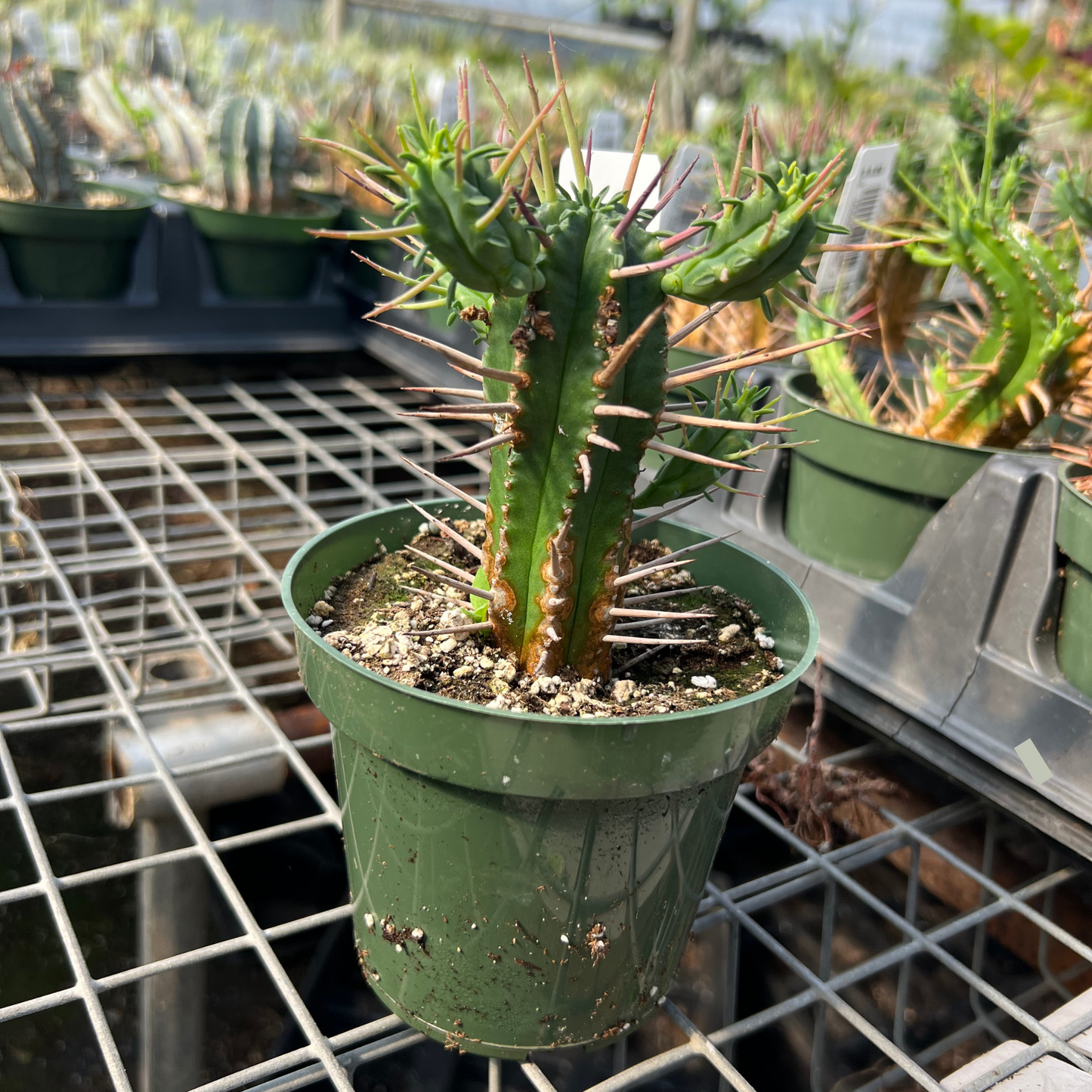 Euphorbia Heptagona