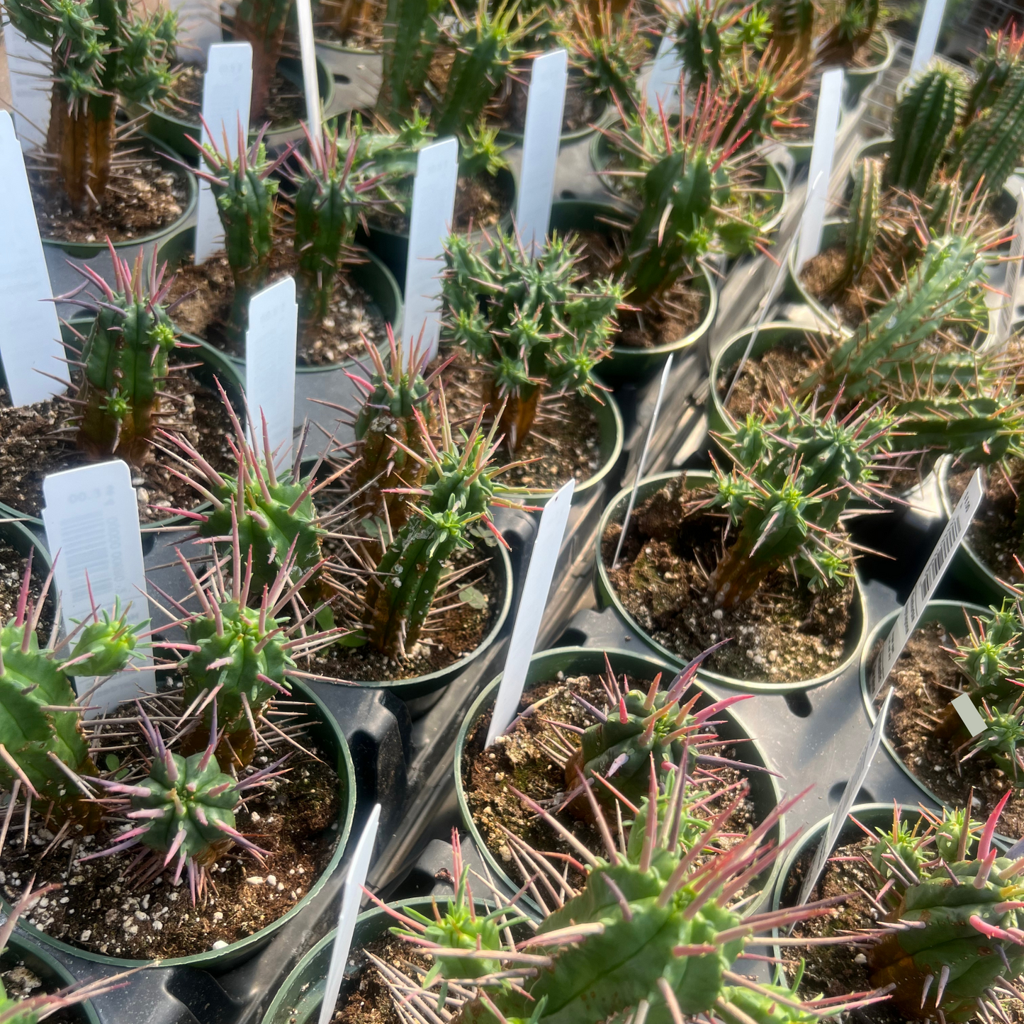 Euphorbia Heptagona