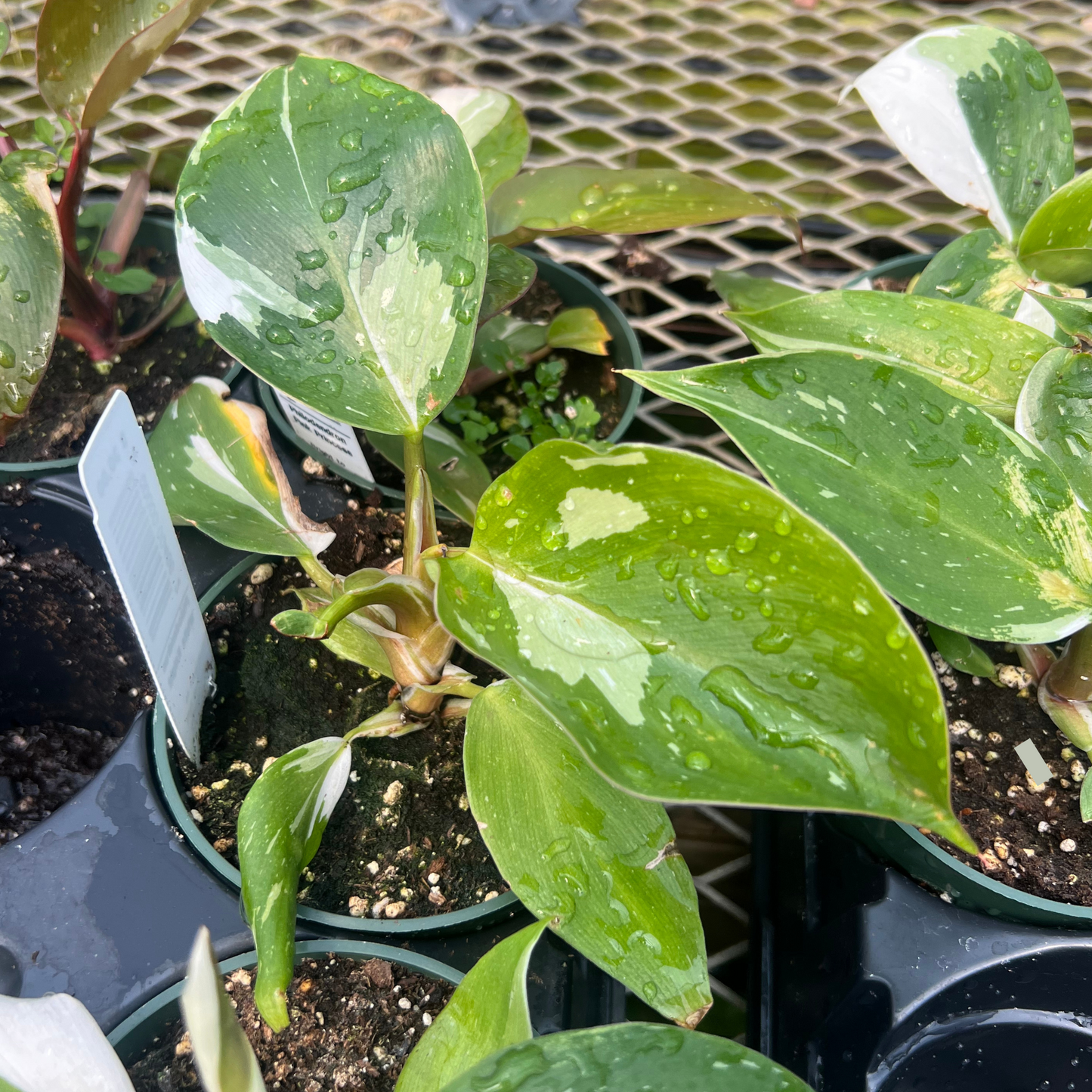 Philodendron White Knight