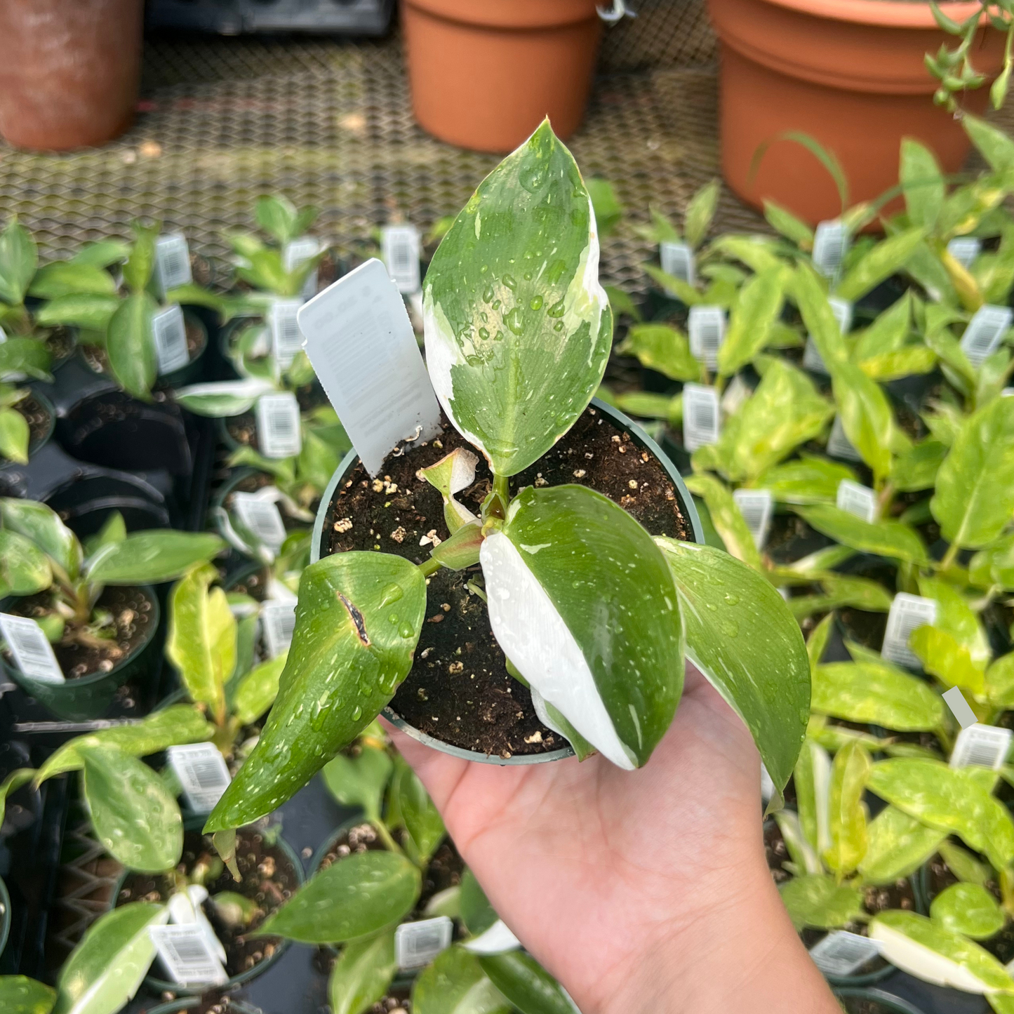 Philodendron White Knight