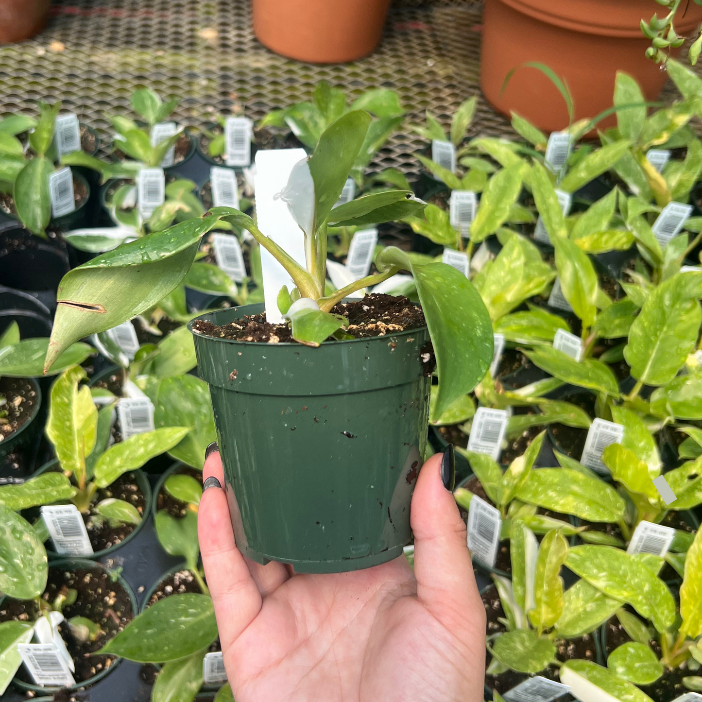 Philodendron White Knight