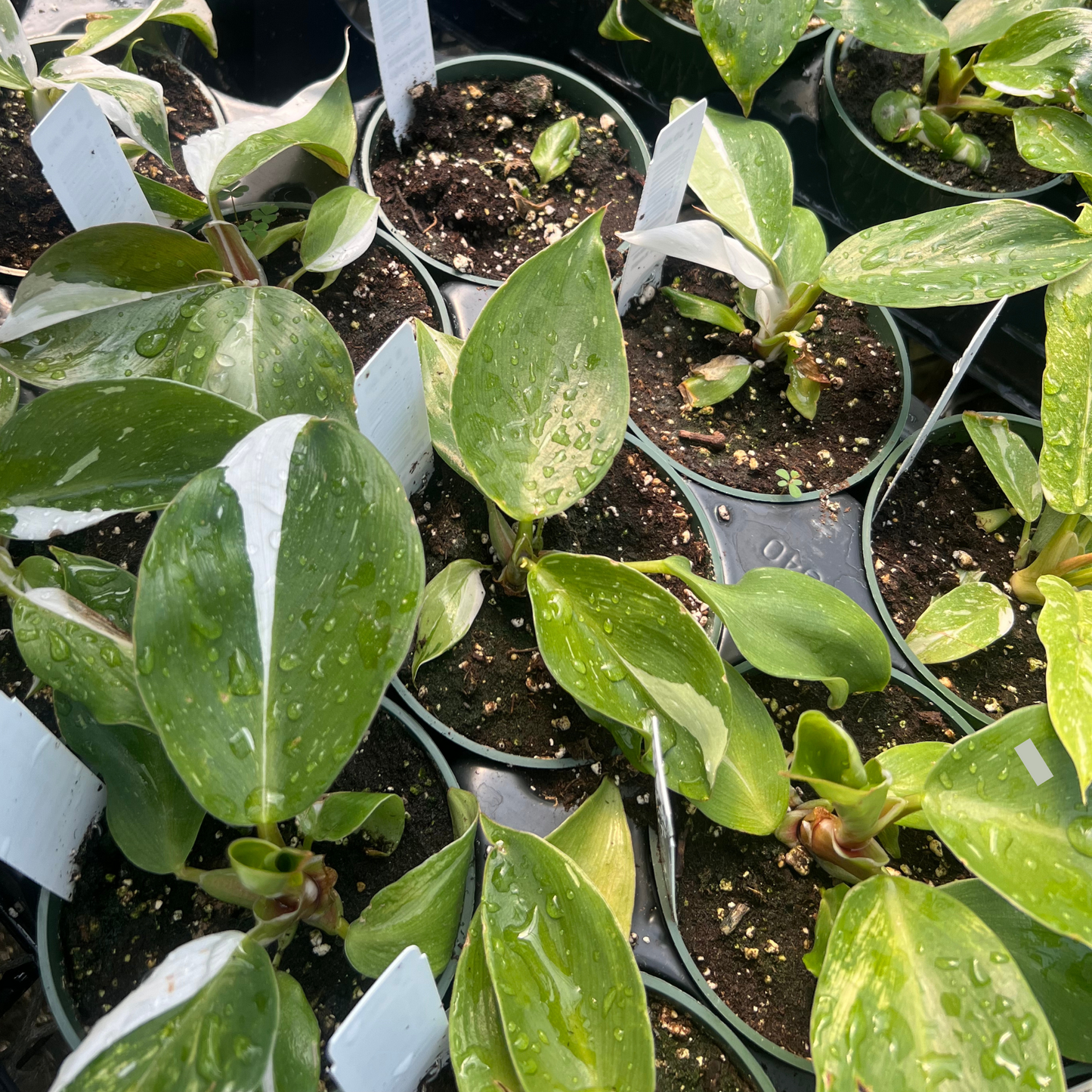 Philodendron White Knight
