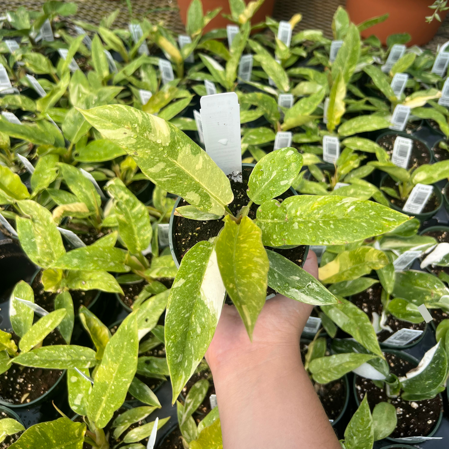 Philodendron Ring of Fire Variegated