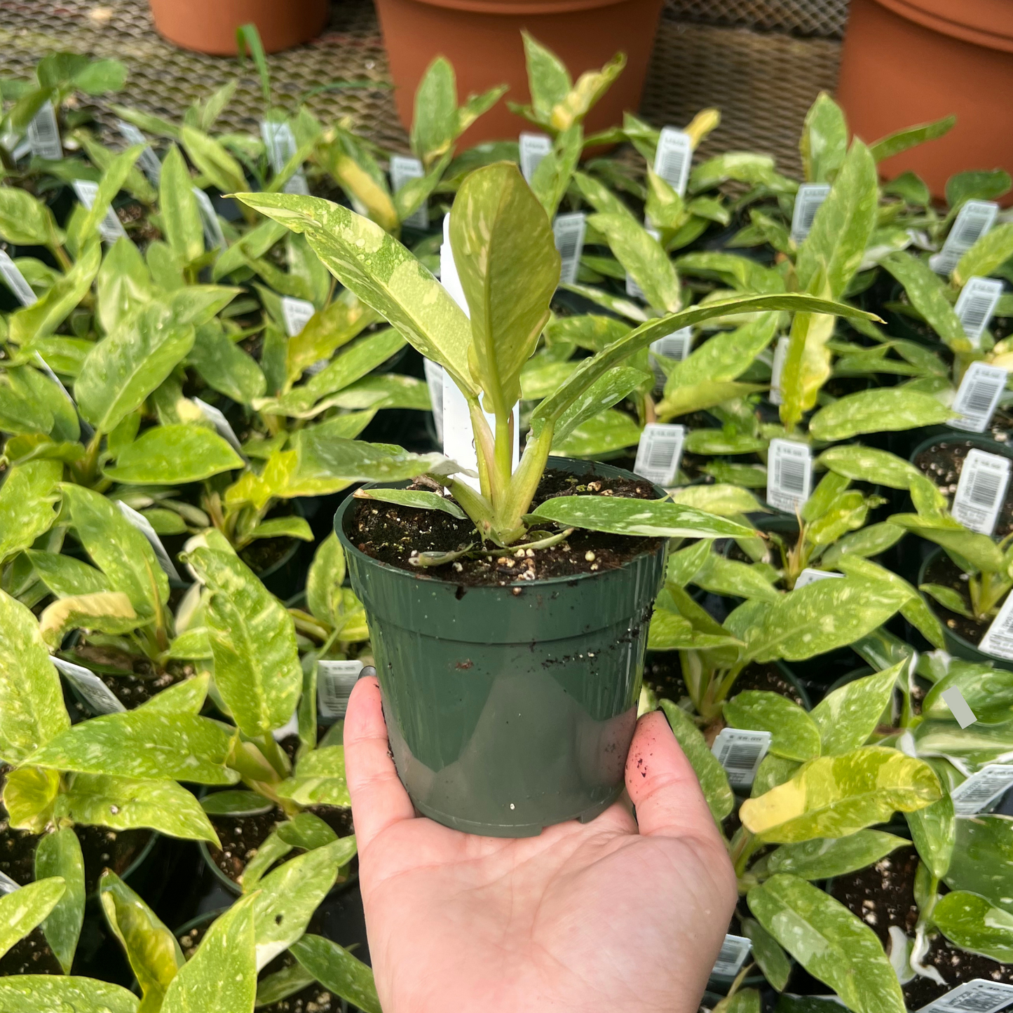 Philodendron Ring of Fire Variegated