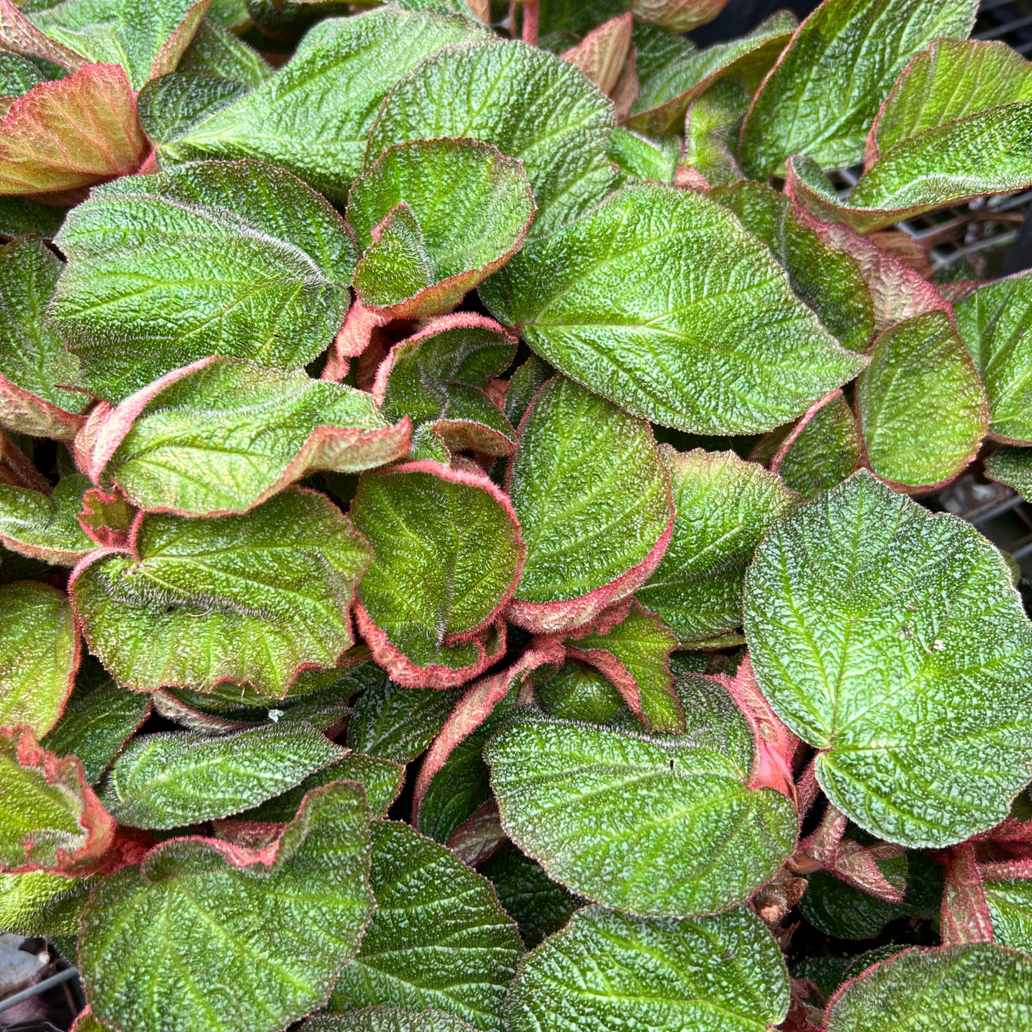 Begonia Morocco