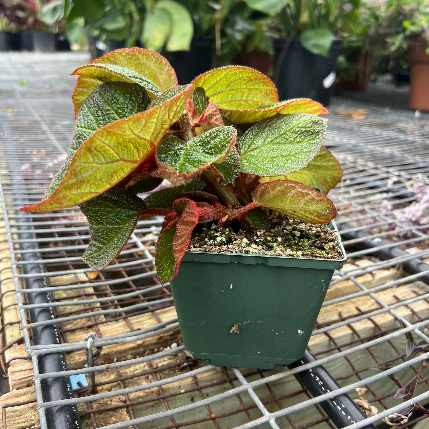 Begonia Morocco