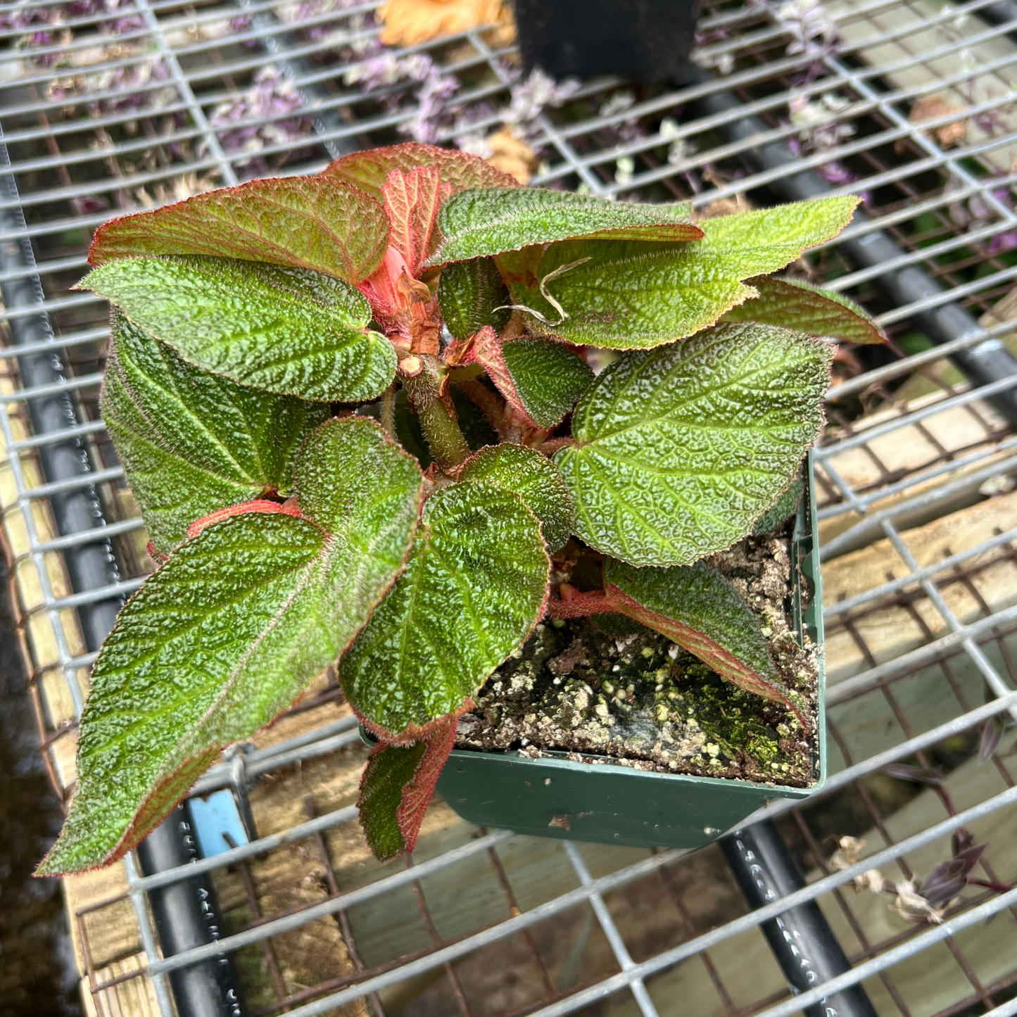 Begonia Morocco