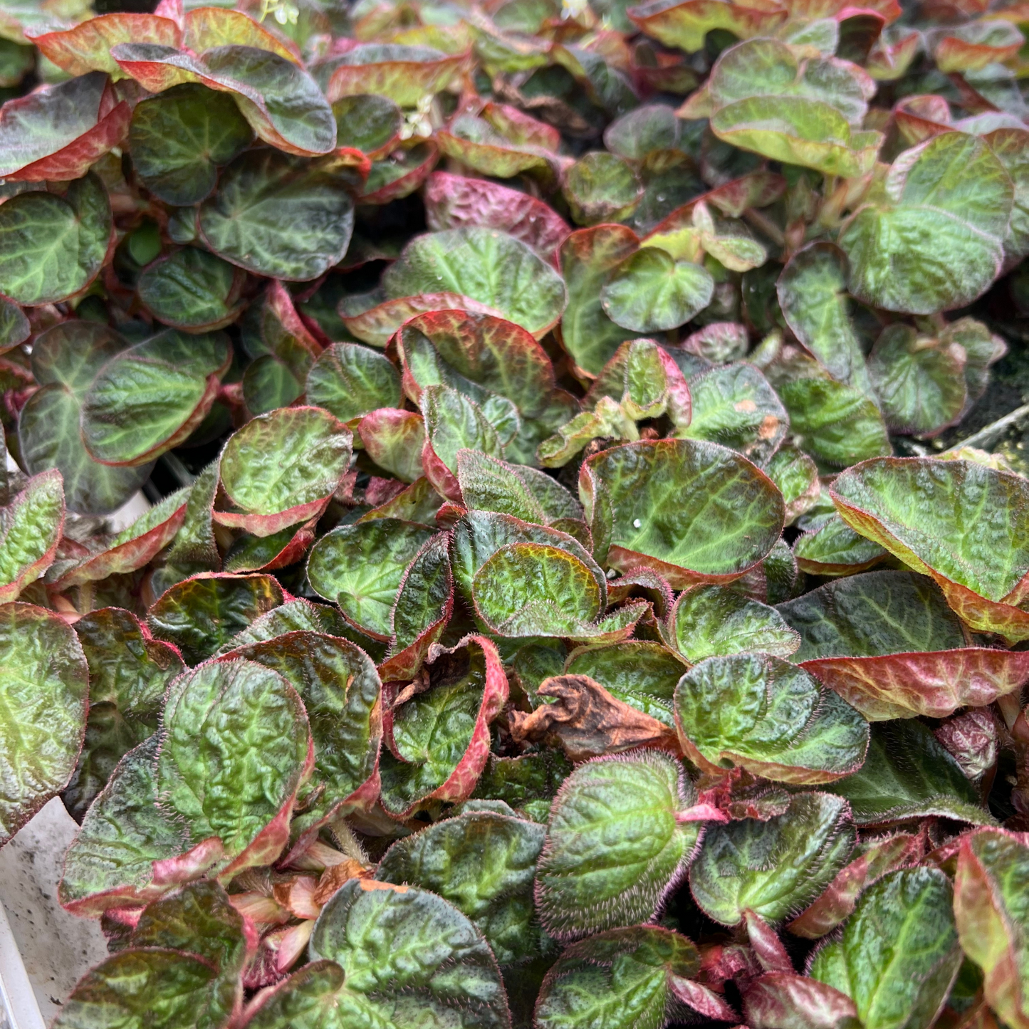 Begonia Manaus
