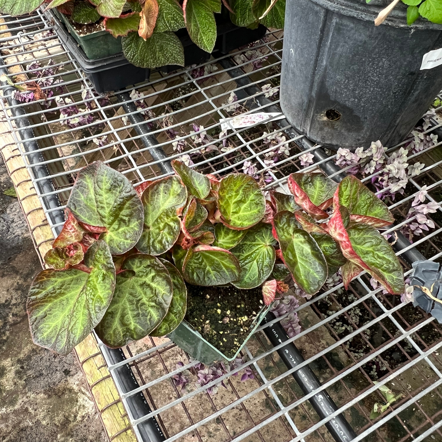 Begonia Manaus