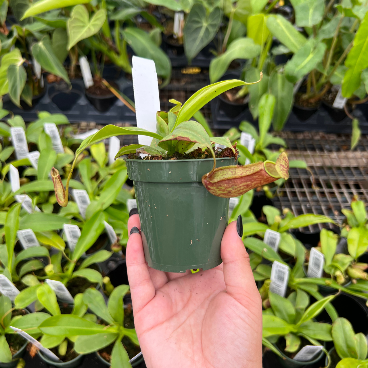 Nepenthes Alata