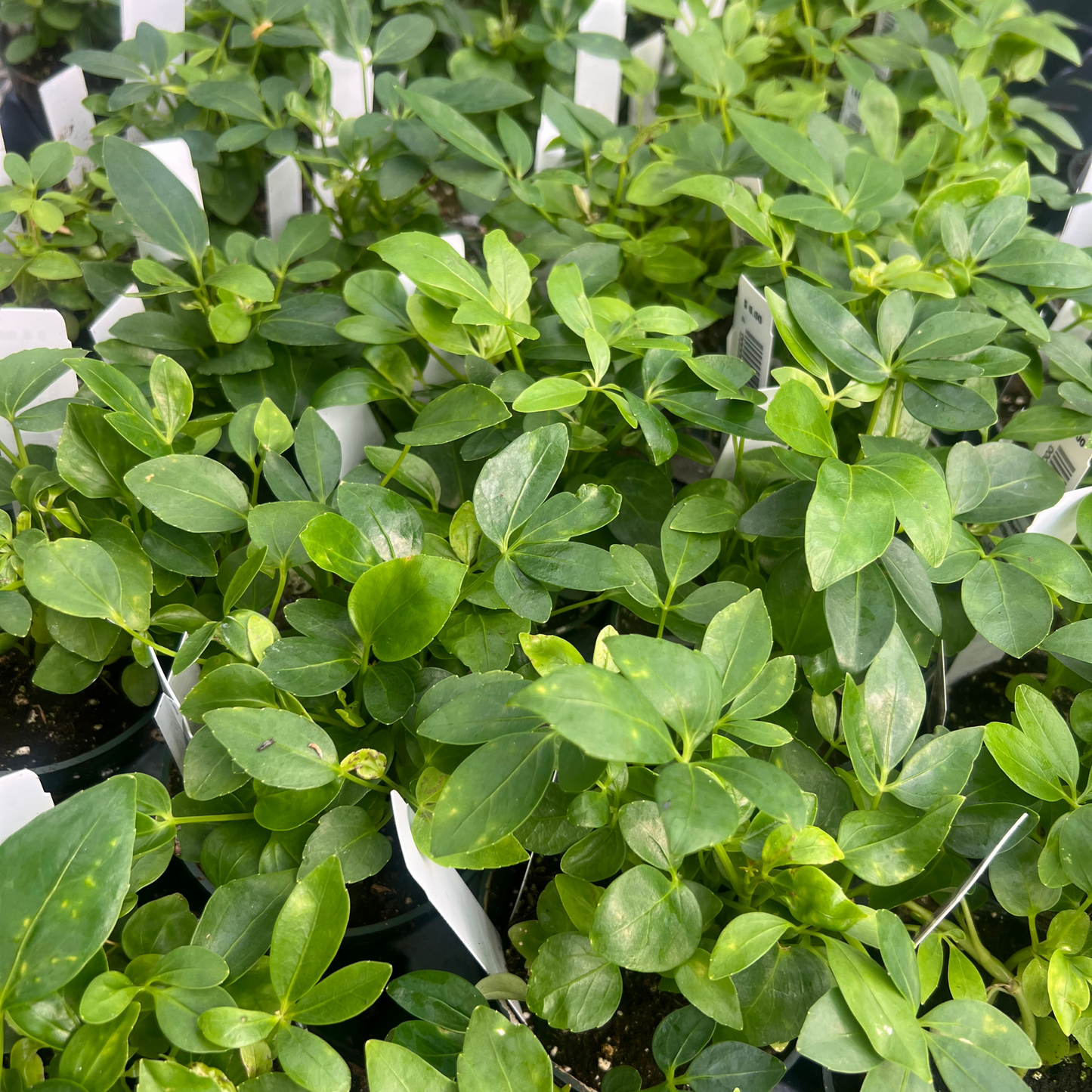 Schefflera Actinophylla