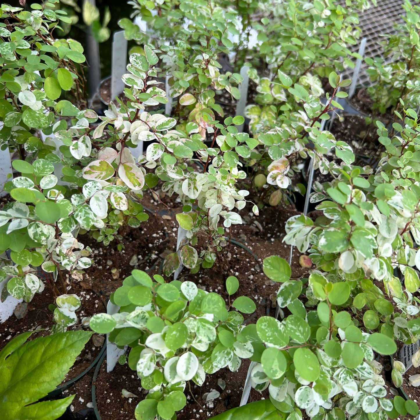Snow Bush 'Roseopicta'