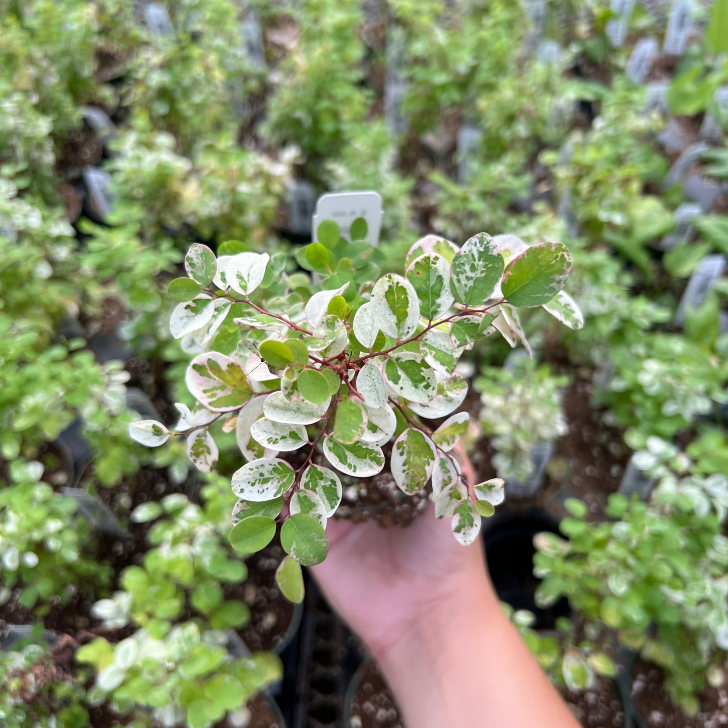 Snow Bush 'Roseopicta'