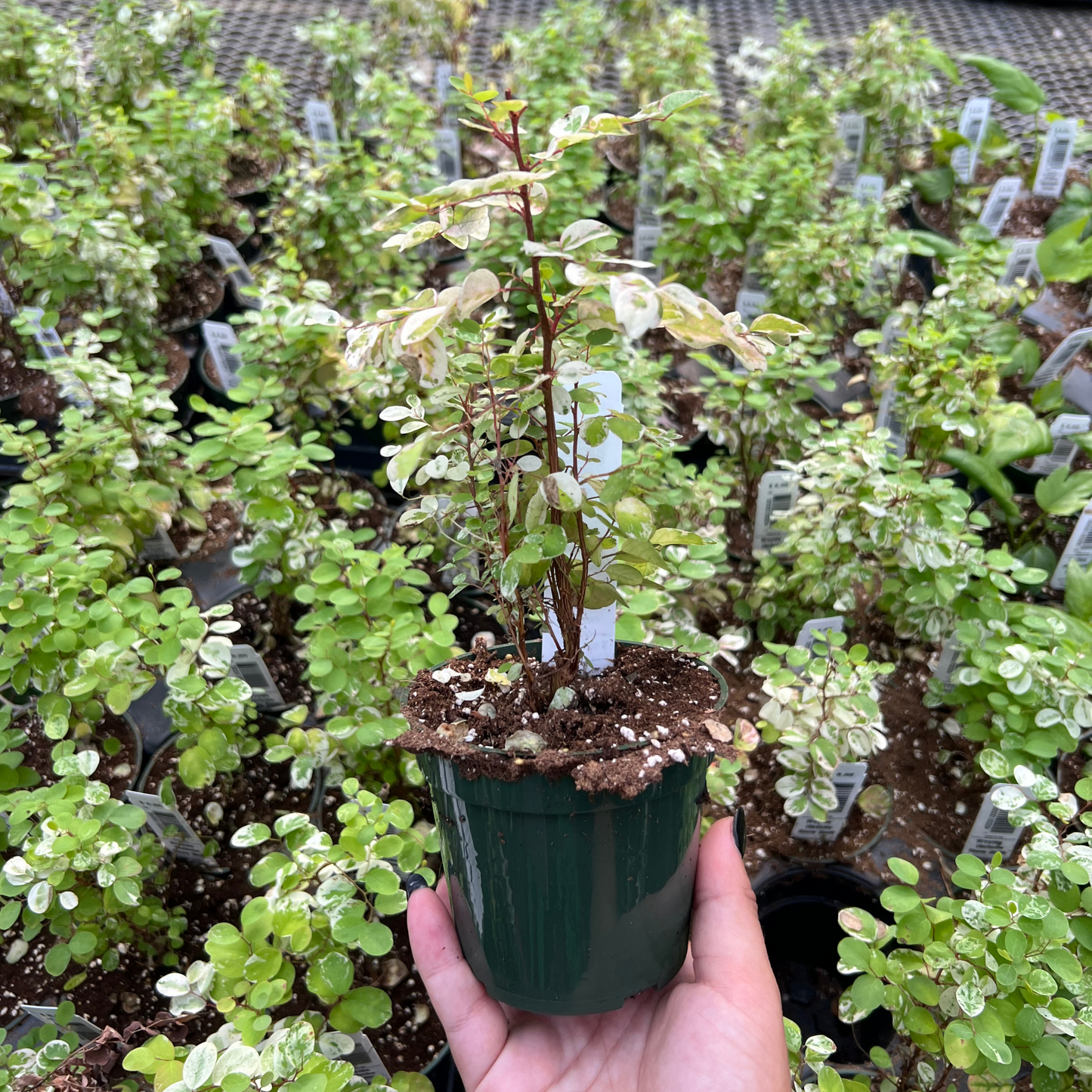 Snow Bush 'Roseopicta'