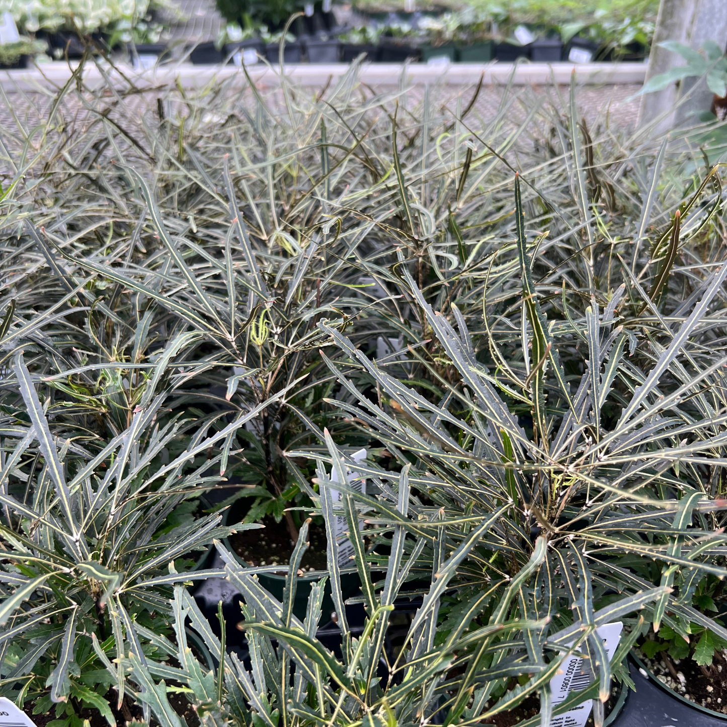 Plerandra Elegantissima