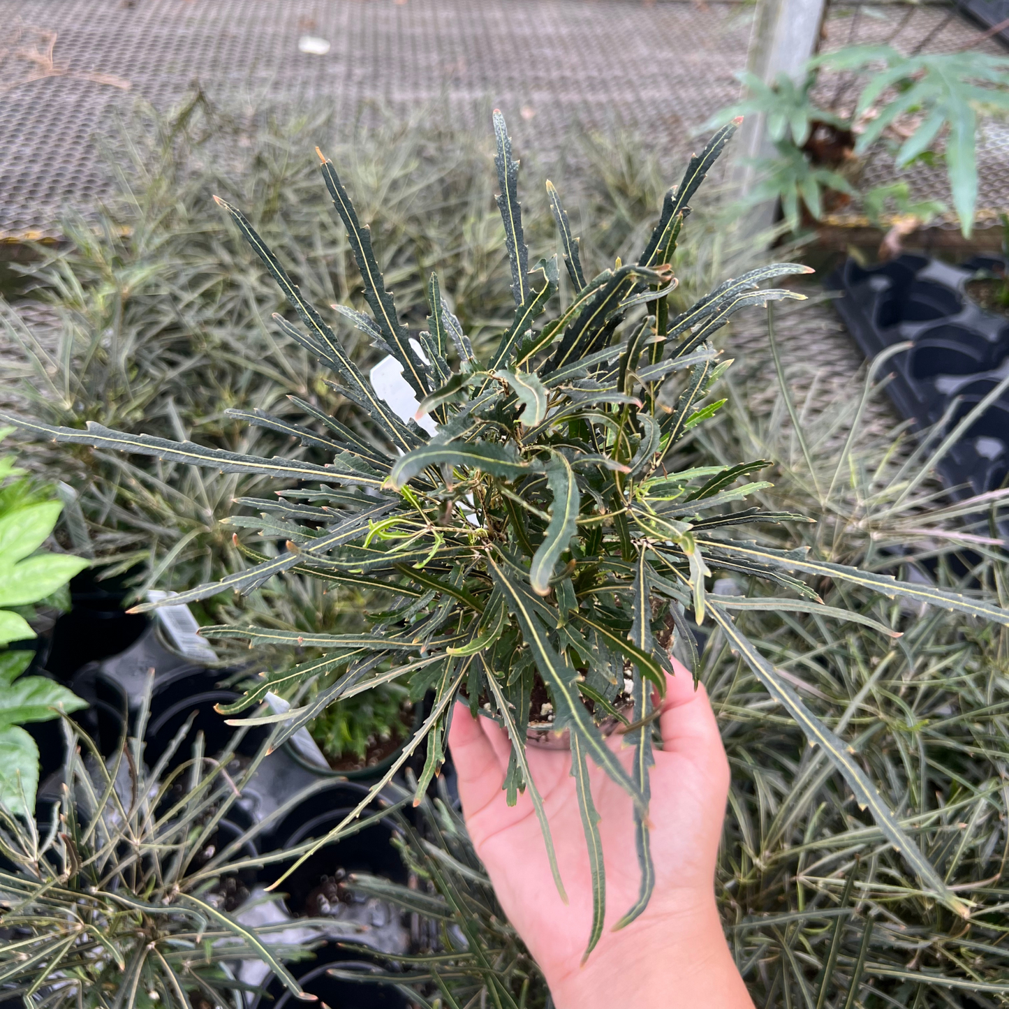 Plerandra Elegantissima