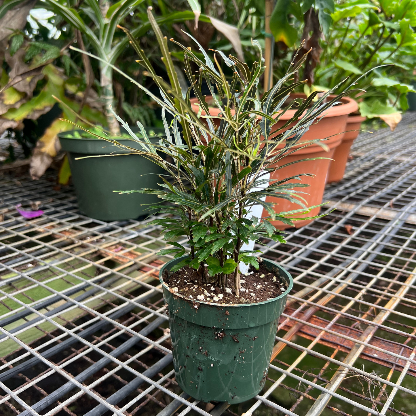 Plerandra Elegantissima