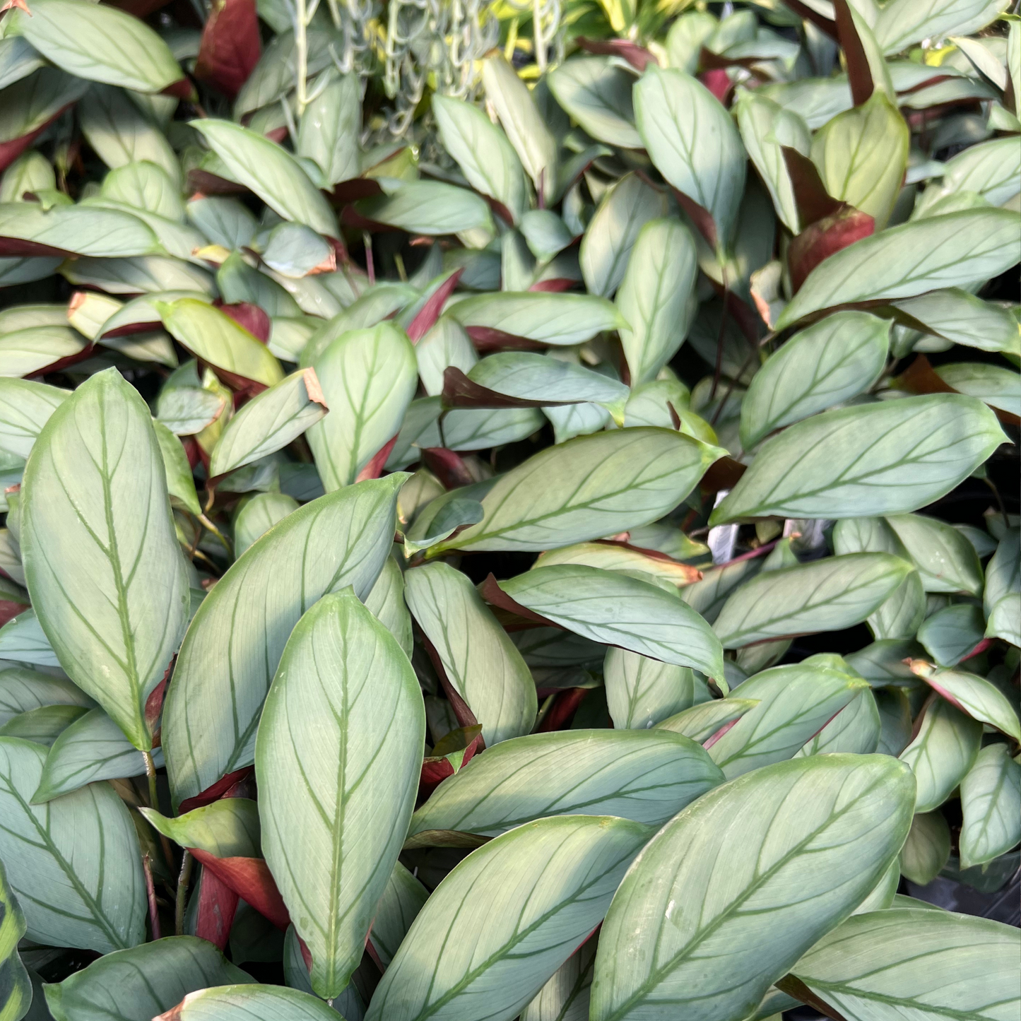 Calathea Setosa