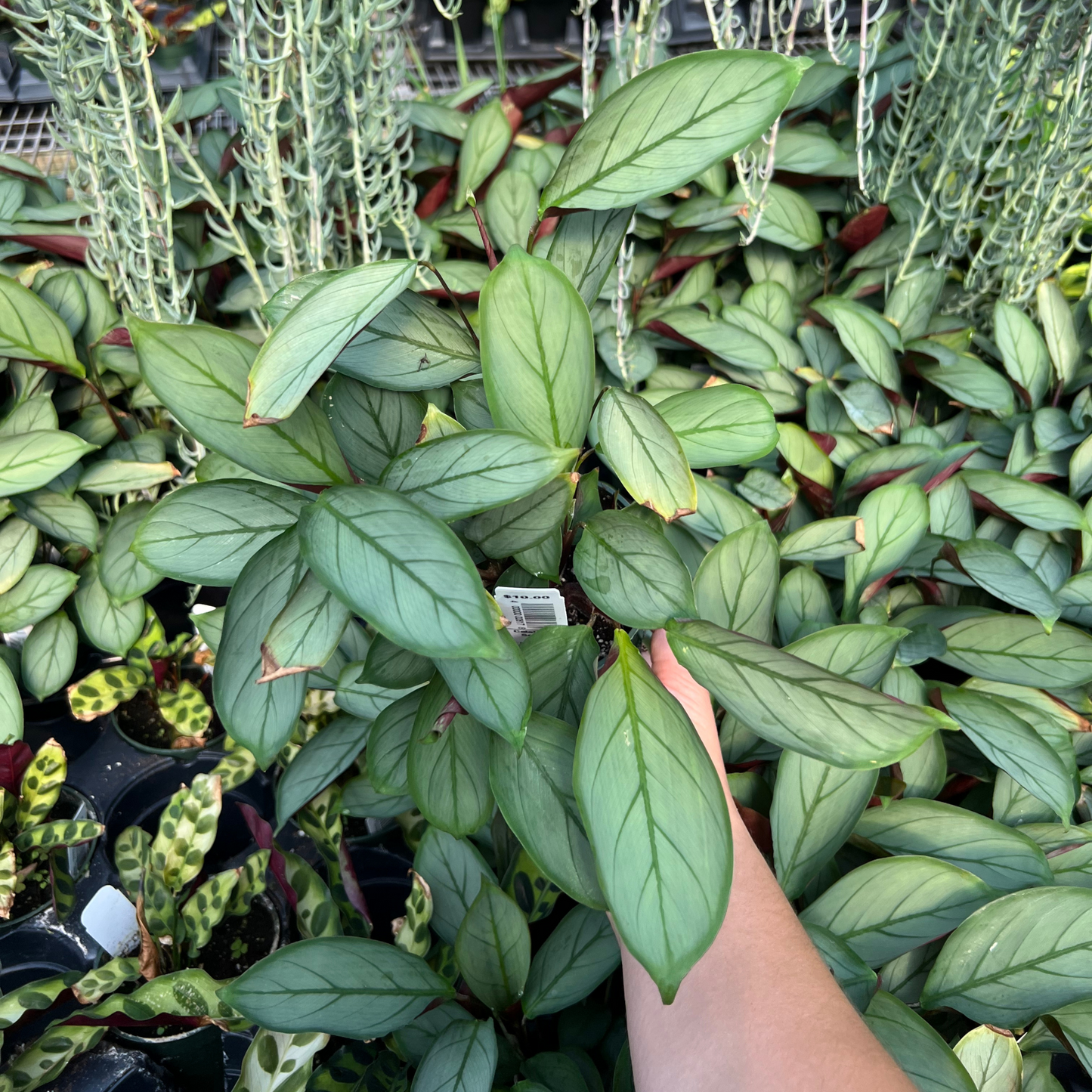 Calathea Setosa