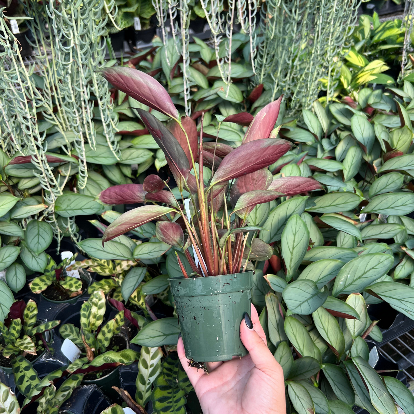 Calathea Setosa