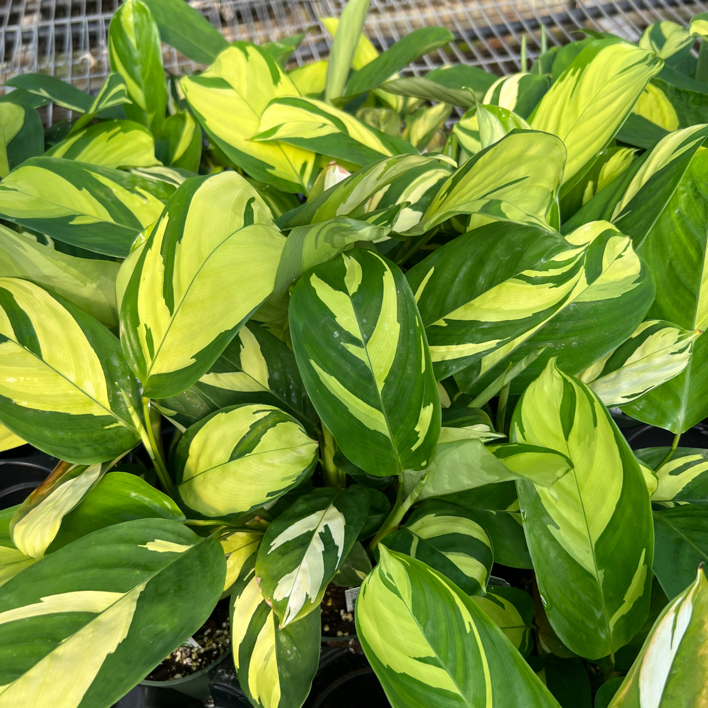 Calathea Golden Mosaic