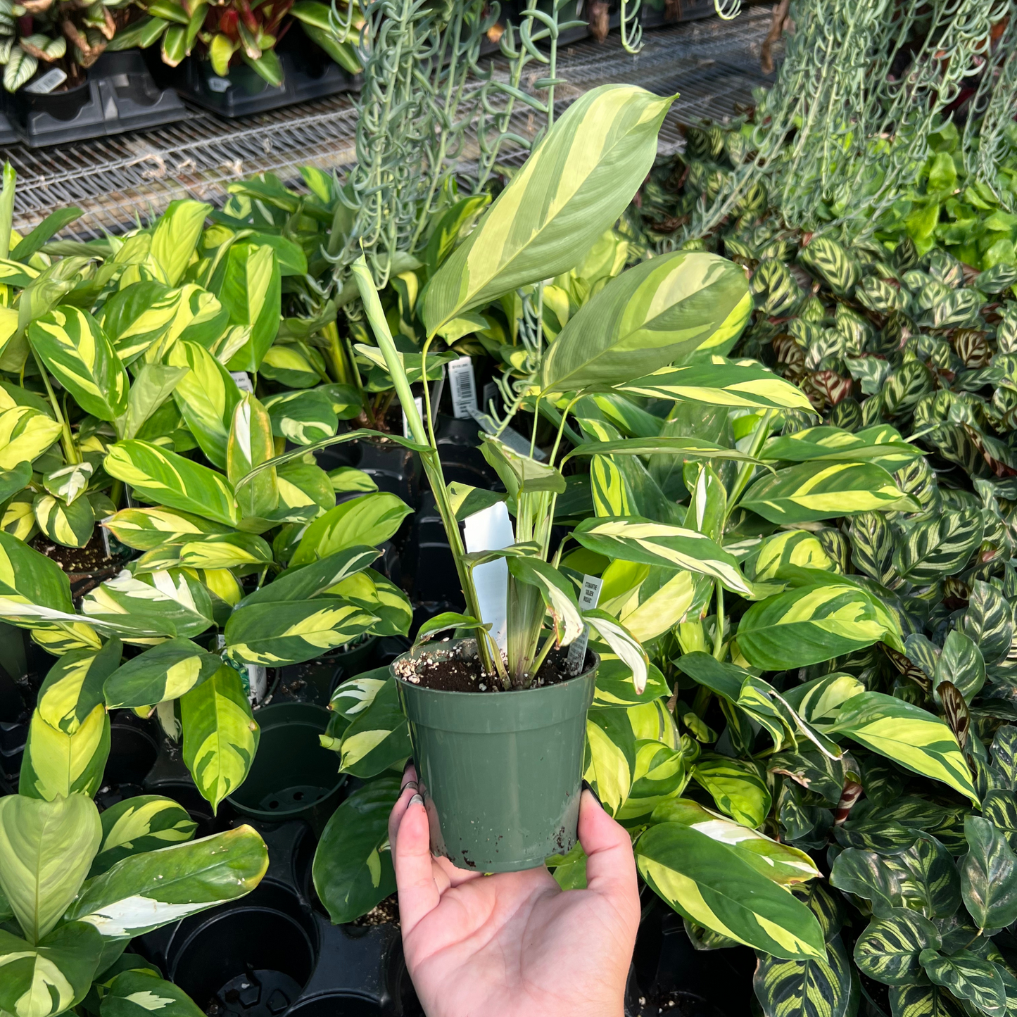Calathea Golden Mosaic