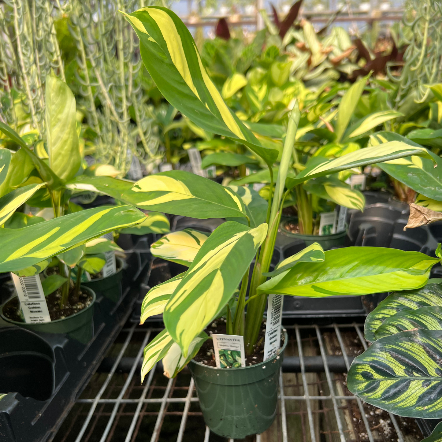 Calathea Golden Mosaic