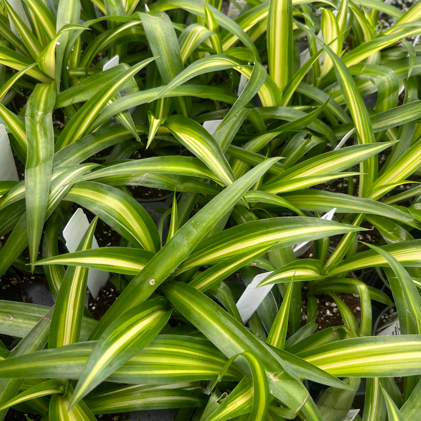 Hawaiian Spider Plant